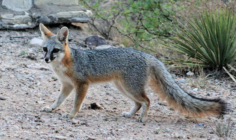Photo of Gray Fox by Patti McNeal