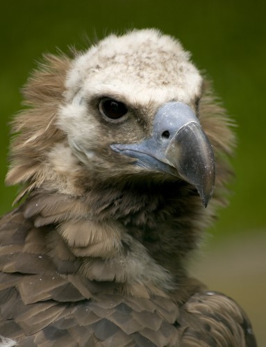 Eurasian black vulture.  Photographed by Julius Rükert in Romania.
