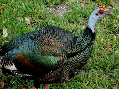 Ocellated turkey, Chan Chich.  Photo by A. Shock