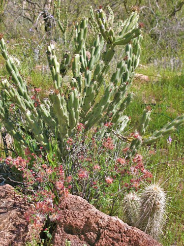 Branching cholla cactus, pink fairy duster, hedgehog cactus
