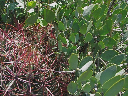 Barrel cactus and Jojoba