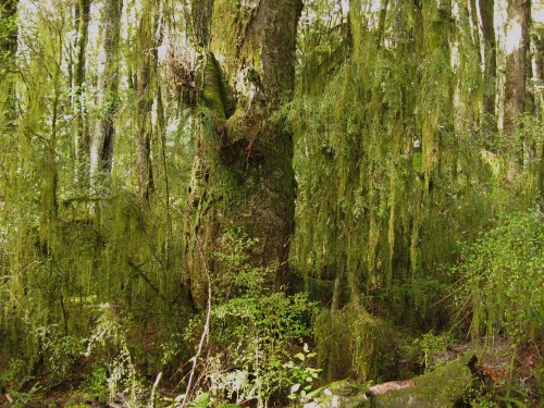 Native bush at Makarora: temperate rain forest