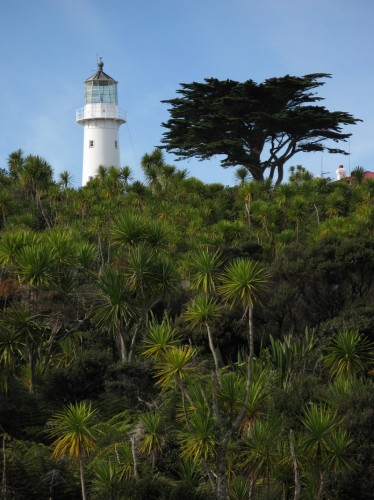 Tiri Tiri Matangi lighthouse, Cabbage trees, and native bush