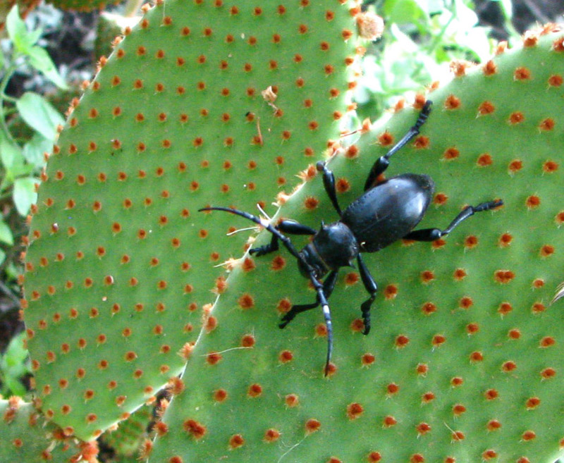 Cactus Beetle