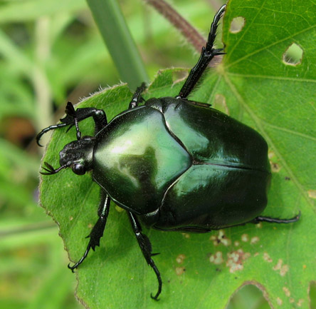 Big Green Beetle