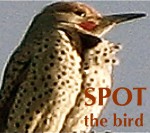 spotthebirdlogocopy