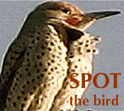 spotthebirdlogocopy