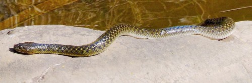 Checkered Keelback